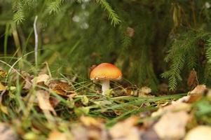 herfstpaddestoel vliegenzwam amanita muscaria alternatieve geneeskunde foto