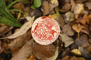 herfstpaddestoel vliegenzwam amanita muscaria alternatieve geneeskunde foto