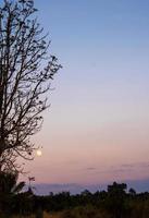 silhouetboom en de volle maan in de avondlucht foto