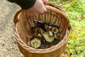 Mens Holding wilg mand met klep champignons in foto