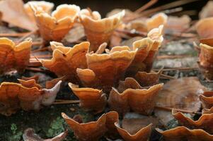 mooi gegolfd patroon Aan oranje champignons. foto