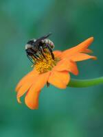 een bij vinden nectar Aan een oranje bloem tegen een gedempt groen achtergrond. foto