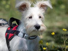 puppy schnauzer puppy in witte kleur en met rood harnas foto