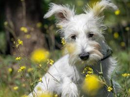 puppy schnauzer in witte kleur poseert in een veld met gele bloemen foto