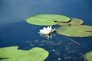 mooi wit lotus bloem en lelie ronde bladeren Aan de water na regen in rivier- foto