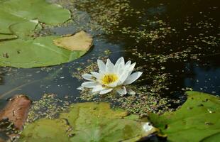 mooi wit lotus bloem en lelie ronde bladeren Aan de water na regen in rivier- foto