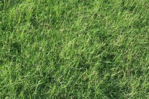 groen gras oppervlak foto