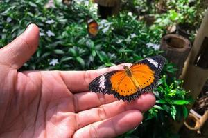 danaus genutia genutia cramer bij de hand foto