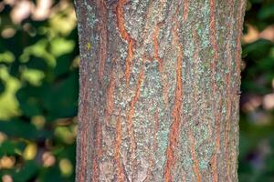 gouden regen boom schors detail - Latijns naam - koelreuteria paniculata foto