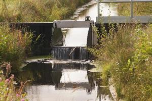 het moeras van het natuurreservaat Ruebke foto