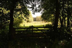 het moeras van het natuurreservaat Ruebke foto