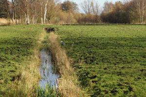 het moeras van het natuurreservaat Ruebke foto