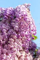 blauweregen is een geslacht van bloeiende planten in de erwtenfamilie foto