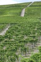 wijngaarden in het heuvelachtige gebied van langhe, Noord-Italië, UNESCO-site. foto