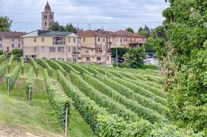 wijngaarden in het heuvelachtige gebied van langhe, italië, unesco-site foto