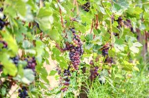 clusters van druiven bijna rijp, regio langhe, italië.