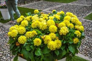 bloemenfestival in girona temps de flors, spanje. 2018 foto