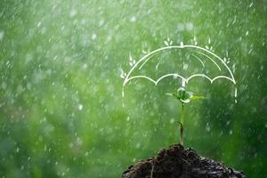 paraplu beschermt het jonge boompje tegen regen