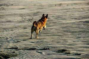 een hond rennen foto