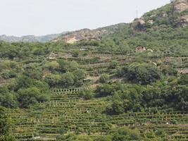wijngaard in de Valle d'Aosta, Italië foto