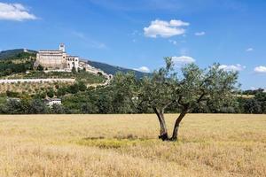 olijfbomen in het dorp Assisi in de regio Umbrië, Italië. foto