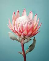 roze protea bloem geïsoleerd Aan blauw achtergrond - wijnoogst filter effect foto