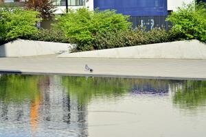 sier- struiken en planten in de buurt een woon- stad huis foto