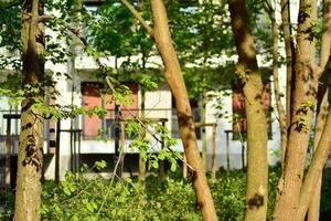 sier- struiken en planten in de buurt een woon- stad huis foto