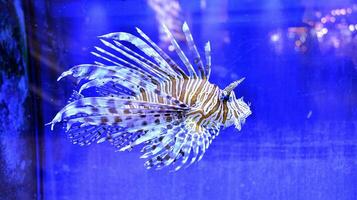 clown vis, amphiprioninae, in aquarium tank met rif net zo achtergrond. foto