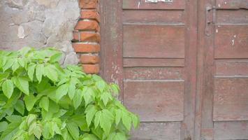 oude gebroken betonnen bakstenen muur houten deur plant blad achtergrondafbeelding foto