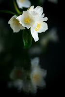 Afdeling van bloeiend geurig wit jasmijn bloemen foto