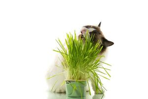 een lappenpop kat eet gras van een plastic pot. foto
