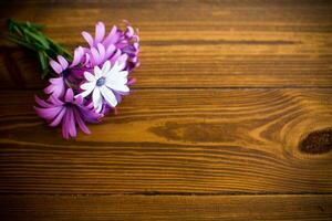 mooi wit en Purper osteospermum bloemen Aan een houten foto