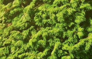 de structuur van veel takken van groen naald- boom in daglicht foto