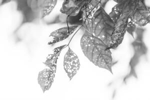 zwart en wit blad met gaten, gegeten door ongedierte foto