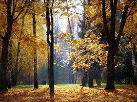 herfstboomblad in het park in moskou, rusland foto