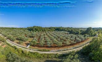 visie over- een olijf- plantage in zomer foto