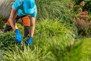 tuinman trimmen tuin planten met omzeilen snoeischaren foto