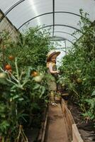 een weinig meisje in een rietje hoed is plukken tomaten in een serre. oogst concept. foto