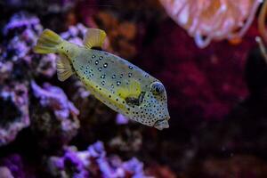 een kogelvis vis zwemmen in een aquarium met kleurrijk koraal foto