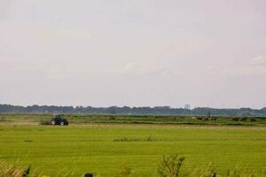 een trekker is werken in een veld- met vee foto