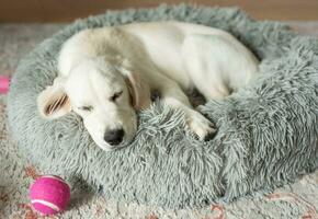 een puppy van een gouden retriever is resting in een hond bed. foto