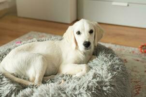 een puppy van een gouden retriever is resting in een hond bed. foto