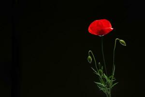 rood papaver bloem Aan zwart achtergrond foto