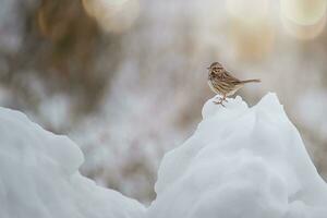 lied mus staat Aan een stapel van sneeuw foto