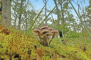 afbeelding van een groep van champignons Aan een boom romp in herfst foto