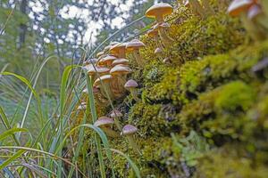 afbeelding van een groep van champignons Aan een boom romp in herfst foto