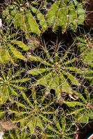 ronde cactussen achtergrond foto