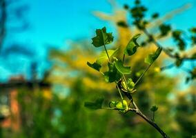 tulp liriodendron is een mooi sier- boom. tulp liriodendron in de lente. detailopname. foto