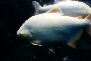 selectief focus van albino dzjengis khan vis scholen. foto